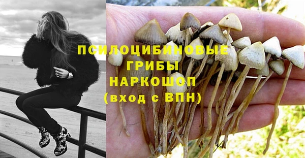 прущие грибы Гусиноозёрск