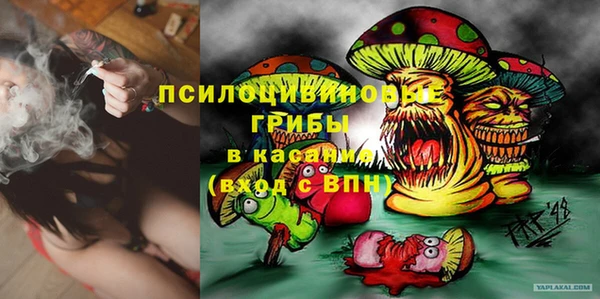 прущие грибы Гусиноозёрск